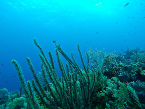 Keep Our Coral Reefs Colorful!